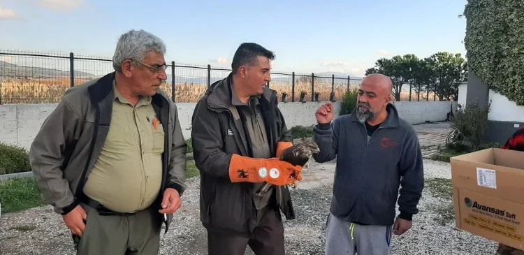 Kulp’ta aç kalan yaban atları grup halinde merkeze indi