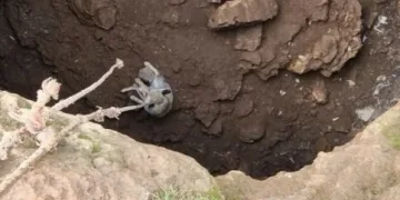 Kulp’ta aç kalan yaban atları grup halinde merkeze indi