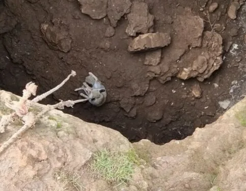 Kulp’ta aç kalan yaban atları grup halinde merkeze indi