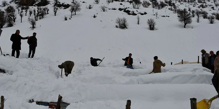 Şırnak’ta bal arıları çığ altında kaldı
