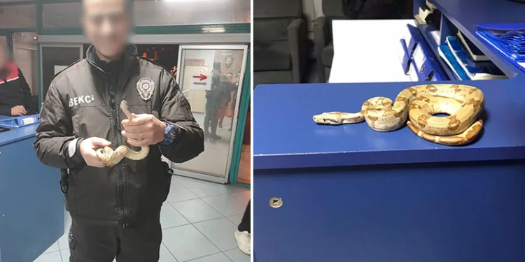 Kafede yılanla gezdi, 12 bin lira ceza yedi