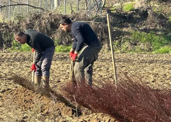 Kurulan her meyve bahçesinde “Bursa” imzası var