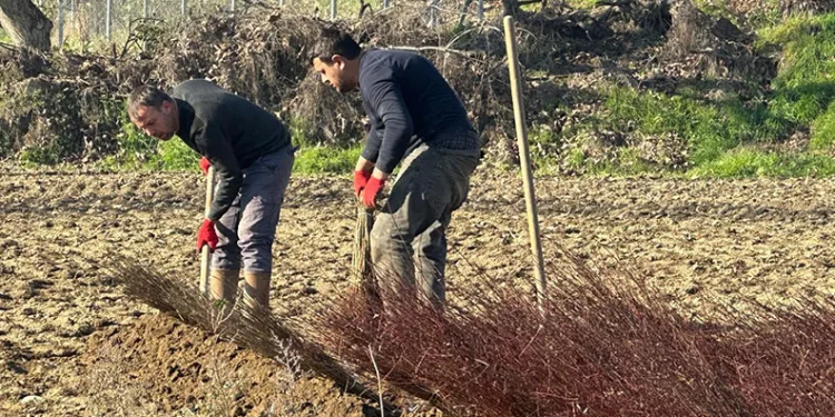 Kurulan her meyve bahçesinde “Bursa” imzası var