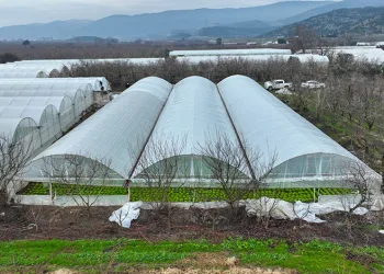 Lodostan zarar gören seralara Büyükşehir desteği