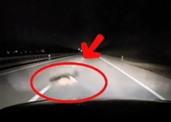 Bursa’da yola atlayan tilkiye araç çarptı