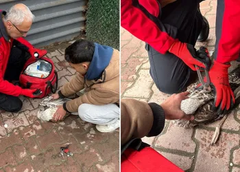Mudanya’da balık oltasına takılan martı doğaya salındı