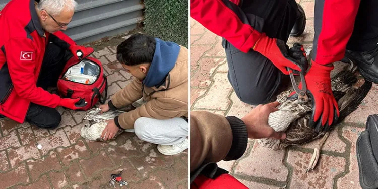 Mudanya’da balık oltasına takılan martı doğaya salındı