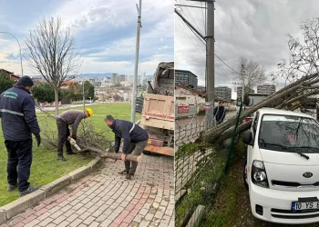 Şiddetli lodosun devirdiği ağaçlara anında müdahale