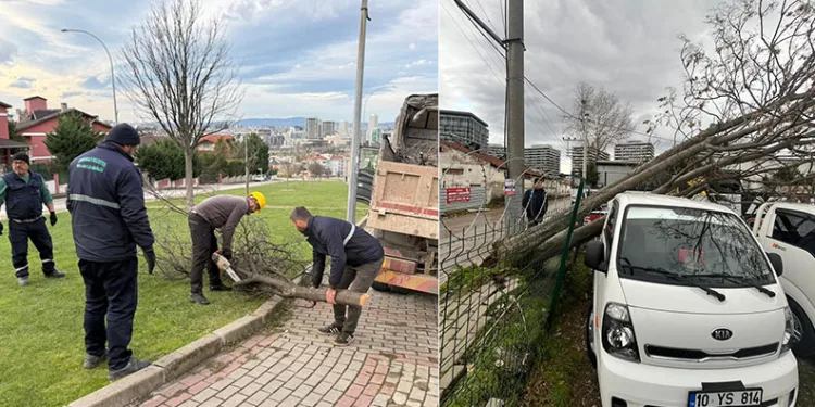 Şiddetli lodosun devirdiği ağaçlara anında müdahale