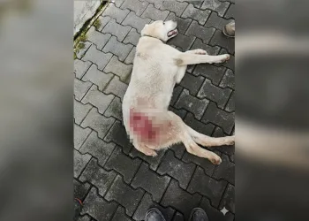 ‘Araç kondu’, 20 yıl sonra gerçek ortaya çıktı
