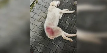 ‘Araç kondu’, 20 yıl sonra gerçek ortaya çıktı