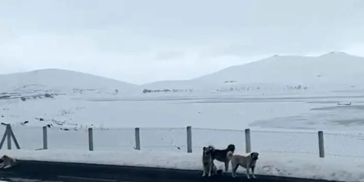 Ağrı’da başıboş sokak köpekleri tehlike saçıyor