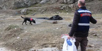 Jandarmanın iz takip köpeği “Salkım” kayıp şahıs için sahada