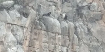 Siirt’te kayalıklarda 4 gündür mahsur kalan 2 keçi kurtarıldı