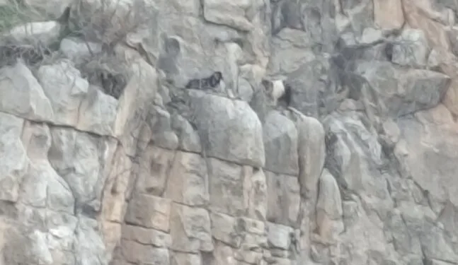 Siirt’te kayalıklarda 4 gündür mahsur kalan 2 keçi kurtarıldı
