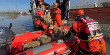 Siirt’te kayalıklarda 4 gündür mahsur kalan 2 keçi kurtarıldı