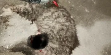 Cizre’deki cinayetin faili tutuklandı