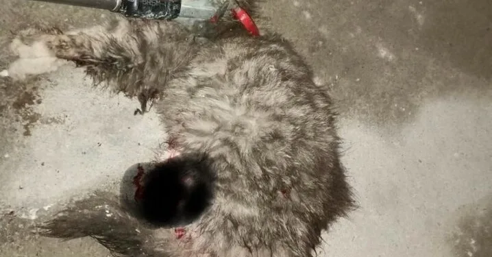 Cizre’deki cinayetin faili tutuklandı