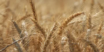 Dünya tahıl üretiminde rekor bekleniyor