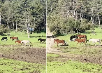 Bursa’da yılkı atlarının özgürlük gezisi