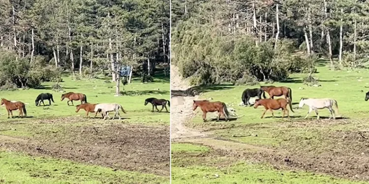 Bursa’da yılkı atlarının özgürlük gezisi