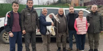Sahil kenarında bulunan kuğu koruma altına alındı