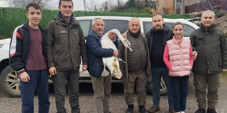Sahil kenarında bulunan kuğu koruma altına alındı
