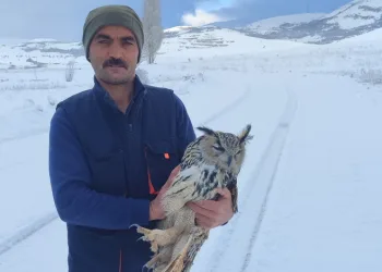 Bayburt’ta duyarlı vatandaşın yaralı halde bulduğu puhu kuduz çıktı