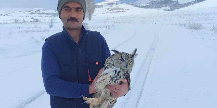 Bayburt’ta duyarlı vatandaşın yaralı halde bulduğu puhu kuduz çıktı