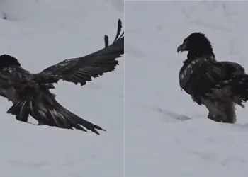 Tunceli’de karlı arazide kara akbaba görüntülendi