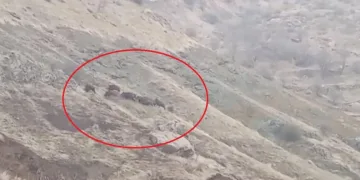Diyarbakır’da domuz sürüsü yerleşim yerine indi