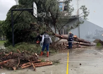 Okul bahçesindeki çam ağaçları kuvvetli rüzgara dayanamadı