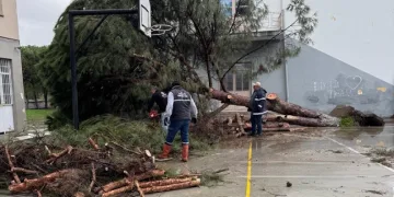 Okul bahçesindeki çam ağaçları kuvvetli rüzgara dayanamadı
