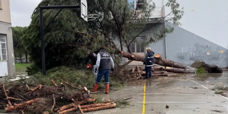 Okul bahçesindeki çam ağaçları kuvvetli rüzgara dayanamadı