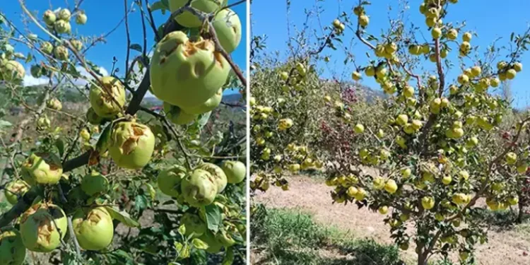 Eğirdir’de pestisit sebebiyle 233 ton elma imha edildi