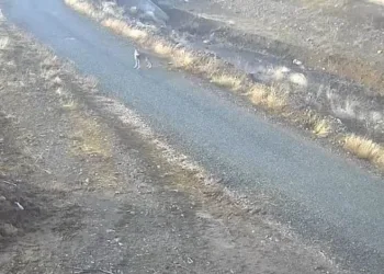 Elazığ’da mezraya inen kurt görüntülendi