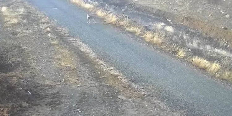 Elazığ’da mezraya inen kurt görüntülendi