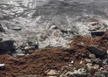 Marmara’daki fırtına Tekirdağ kıyılarını kızıl yosunla sürükledi
