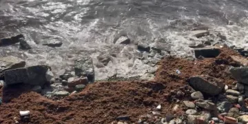 Marmara’daki fırtına Tekirdağ kıyılarını kızıl yosunla sürükledi
