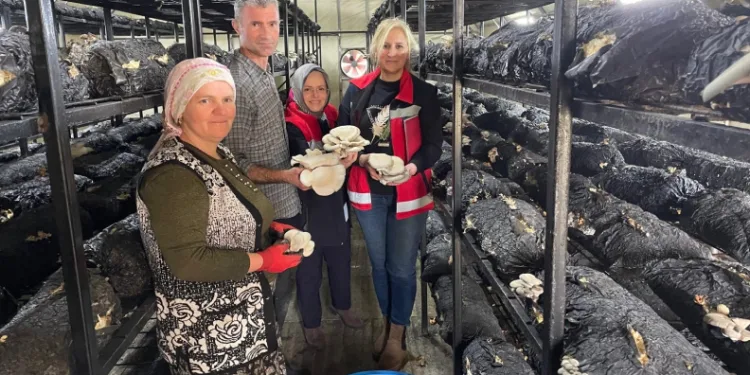 Çarşamba’da mantar hasadı etkinliği
