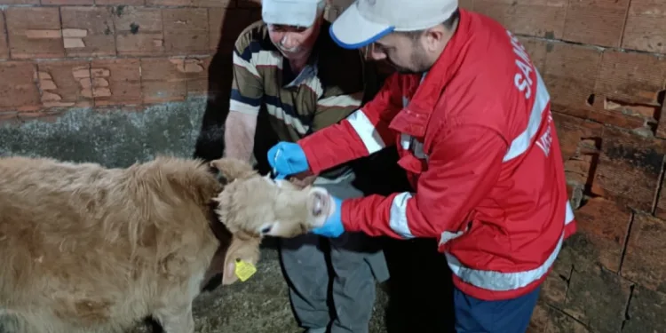 Çarşamba’da büyükbaş hayvanlara şap ve brucella aşısı