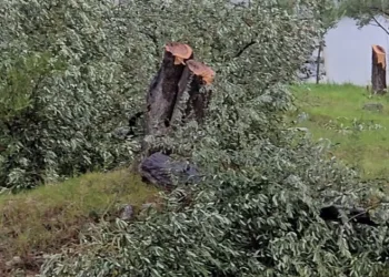Zeytin ağaçlarını kesen ve görevinden istifa eden CHP’li başkana 36 bin 762 lira para cezası