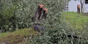 Zeytin ağaçlarını kesen ve görevinden istifa eden CHP’li başkana 36 bin 762 lira para cezası