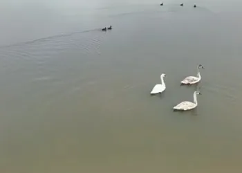 Efteni Gölü kuğuları misafir etti