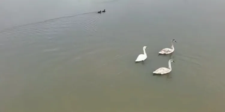 Efteni Gölü kuğuları misafir etti