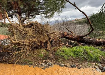 Karacasu’da aşırı yağışlar sonrası toprak kaydı, ağaçlar devrildi