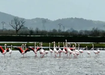 Tarlaları su bastı, flamingolar keyfini sürdü