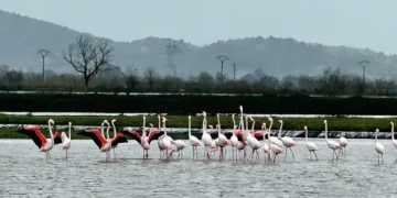 Tarlaları su bastı, flamingolar keyfini sürdü