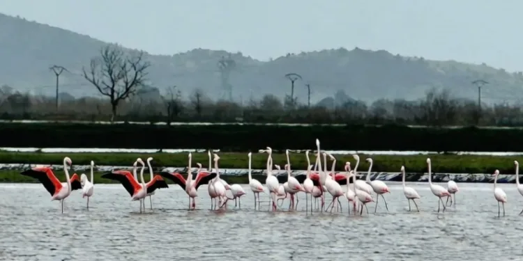 Tarlaları su bastı, flamingolar keyfini sürdü