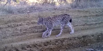Kırmızı listedeki ormanın hayaleti vaşak fotokapana takıldı